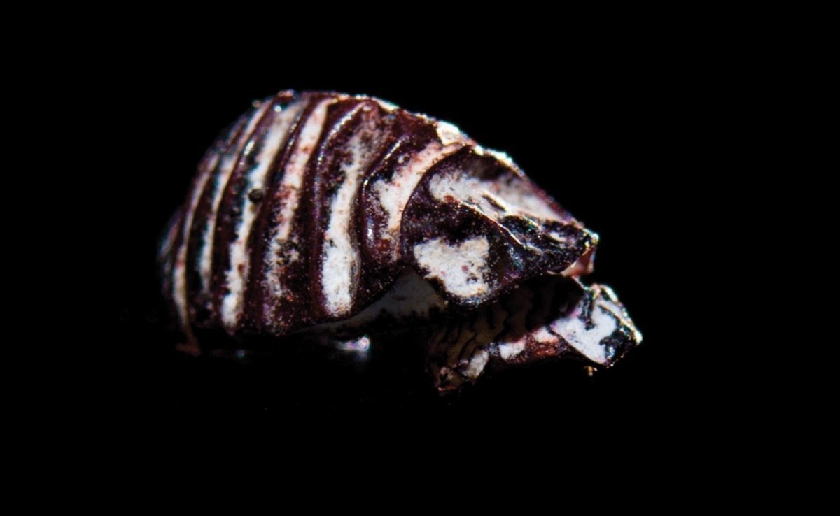 Carmine - Royal Talens