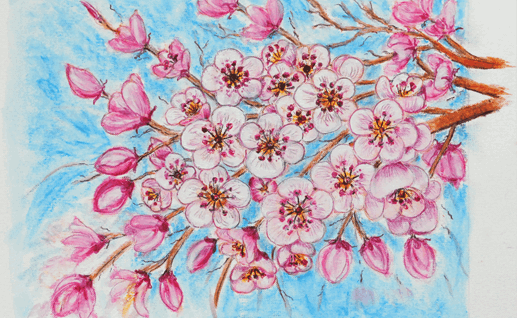 Cherry blossoms in oil pastel